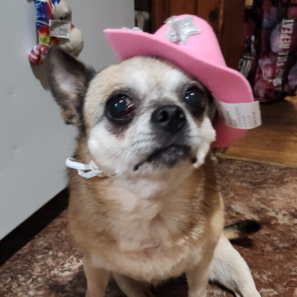 Meet your Posher, NikNak - Picture 4 of 7